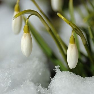 Подснежник зимой стих