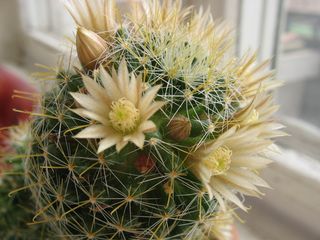 Стих кактус зацвёл