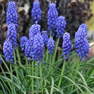 Стих мускари