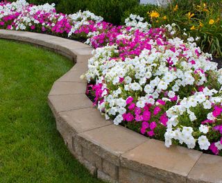 Стих о петунии