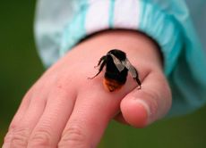 Стих шмель жужжит