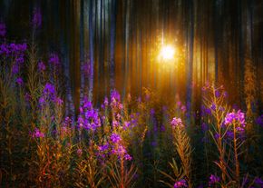 Стихи цветы на заре