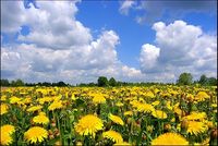 Стихи о весне на родине