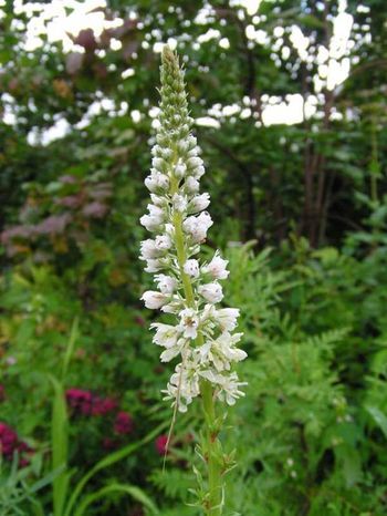 Стихи о запахах