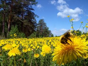 Стихи одуванчиковое