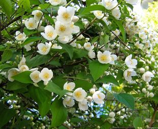 Стихи про цветок жасмин