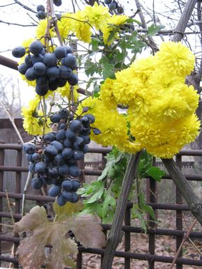 Стихи про виноград