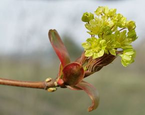 Стихи рождение цветка