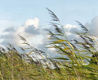 Ветер травы стихи