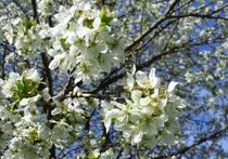 Вірш про цвіт вишень