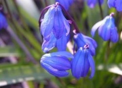 Вірш про пролісок