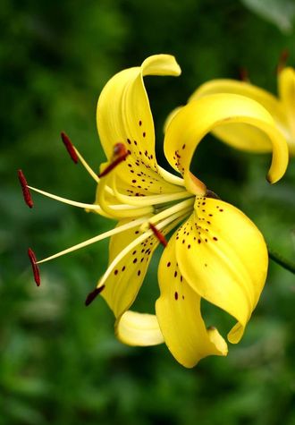 Вірш про жовту лілею