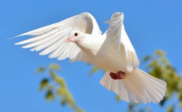 Не любовники стих