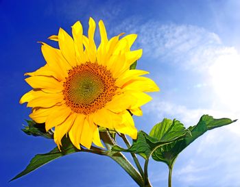 Стих я подсолнух