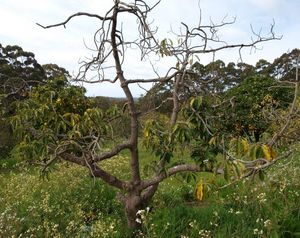 Стихи о сухом дереве