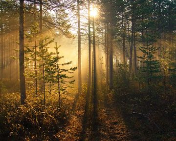 Тихо в лесу стих