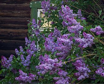 Ветка сирени стих