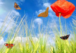 Вірш від весни до літа