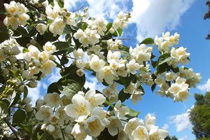 Жасмин стихи короткие