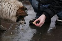 Бездомные собаки стихи