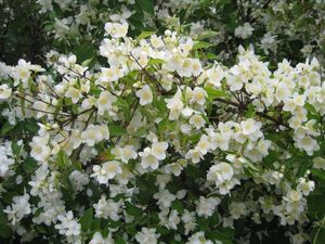 Июнь пришёл стих