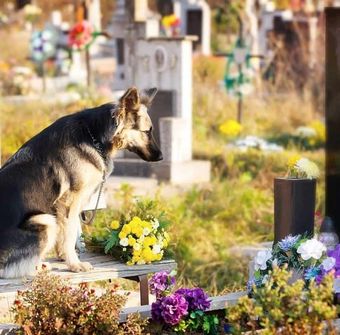 Я собака стих