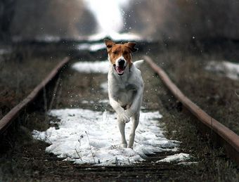 Моя любимая собака стих