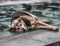 Стих собака умерла