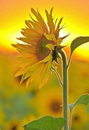 Стихи для детей подсолнух