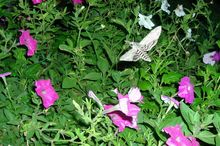 Стихи о бражнике