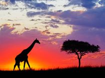 Стихи об Африке