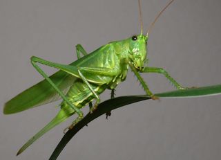 Стихи про кузнечика