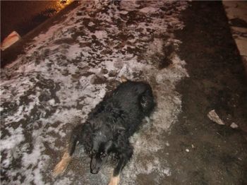 Судьба собаки стих