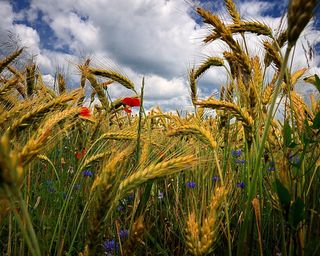 Стих хлебные поля