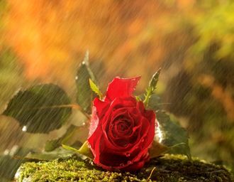 Стихи осенняя роза