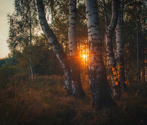 Осенние сюжеты стихи