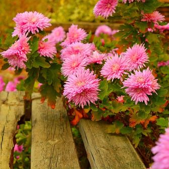 Стих астры и осень