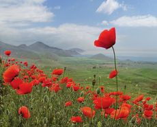 Стихи короткие маки