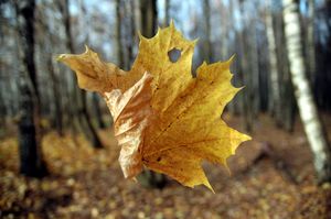 Стихи листопад в октябре