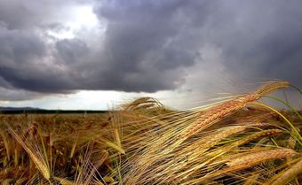 Стихи осеннее поле