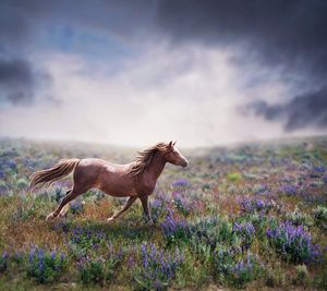 Стихи портрет лошади