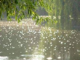 Единый стих