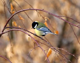Осеннее счастье стихи