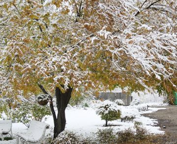 Перший сніг вірш