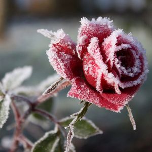 Розы мороз стихи