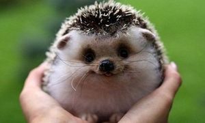 Стих колючий ёж