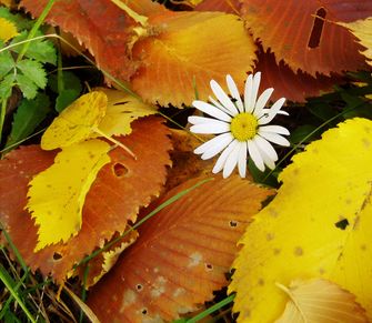 Стих о последних днях осени