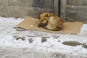 Стих о собаке зимой