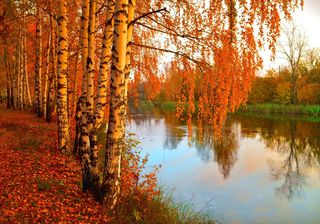 Стих пожелтела берёза