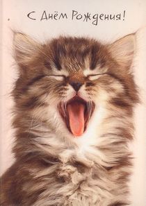 Стихи день рождения кота